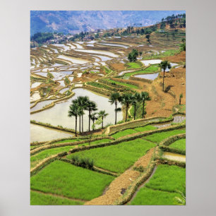 Poster Asie, Chine, Yunnan, Honghe. Terrasses de riz à p