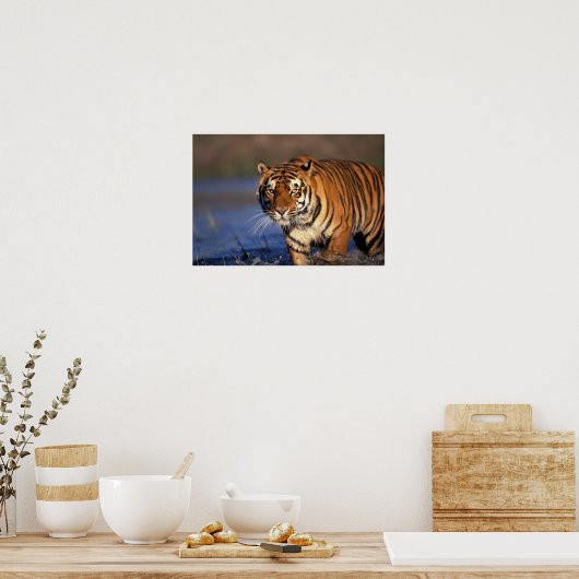 Poster ASIE, Inde, Bengale Tiger Panthera tigris) (Cuisine)