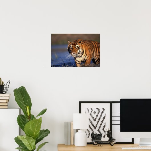 Poster ASIE, Inde, Bengale Tiger Panthera tigris) (Bureau à domicile)