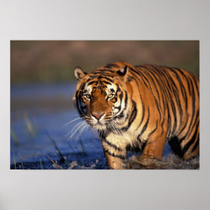 Poster ASIE, Inde, Tigre du Bengale Panthera tigris)