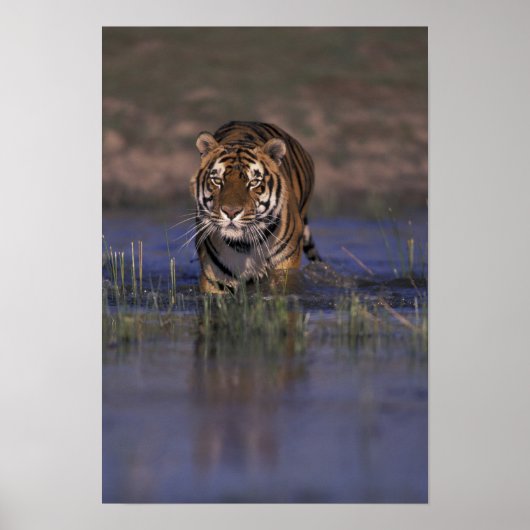 Poster ASIE, Inde Tigre marchant dans l'eau (Devant)