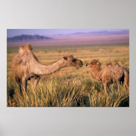 Poster Asie, Mongolie, Désert de Gobi, Grand Gobi (Devant)