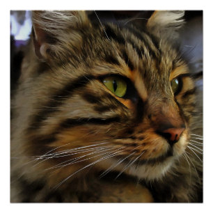 Poster Aslan Le Long Haired Tabby Cat
