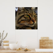 Poster Aslan Le Long Haired Tabby Cat (Cuisine)