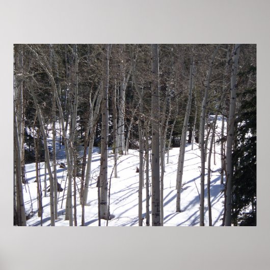 Poster Aspen dans la neige (Devant)
