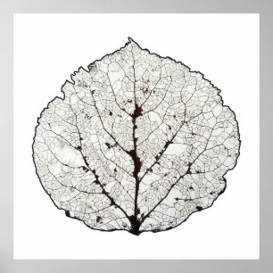 Poster Aspen Feuille Squelette 1