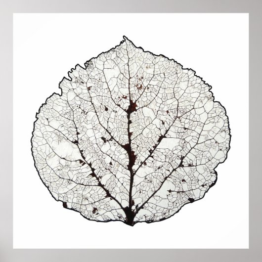 Poster Aspen Feuille Squelette 1 (Devant)