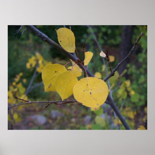Poster Aspen Feuilles (Devant)