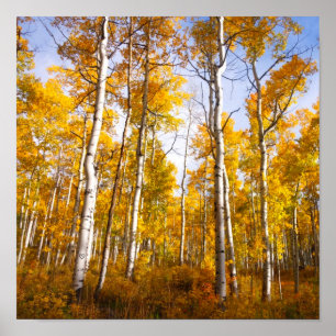 Poster Aspen Groove Feuilles de automne jaunes
