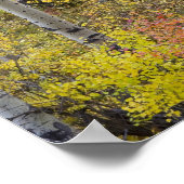 Poster Aspen grove dans la couleur de la chute de crête d (Coin)