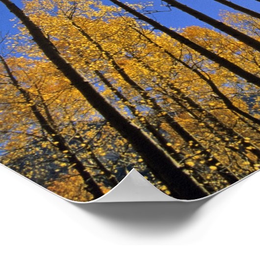 Poster Aspen grove in autumn in the San Juan Range of (Coin)