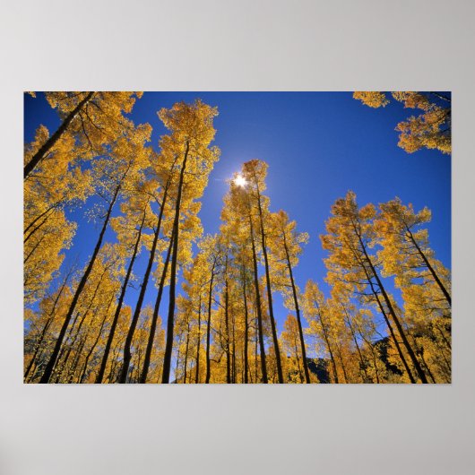 Poster Aspen grove in autumn in the San Juan Range of (Devant)