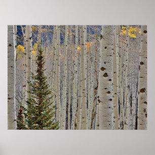 Poster Aspen Groves d'automne Colorado Montagnes Rocheu