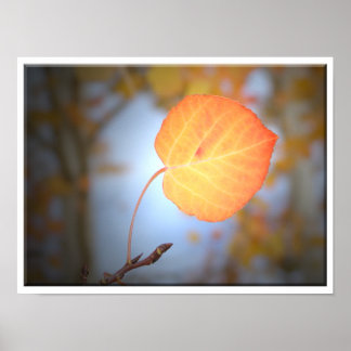 Poster Aspen Leaf montre le chemin