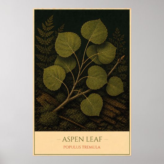 Poster Aspen Leaf – Vintage Botanical Illustration (Devant)