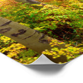 Poster Aspen Trees (Coin)