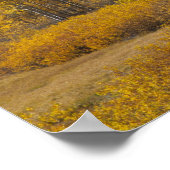 Poster Aspen trees with the Teton mountain (Coin)