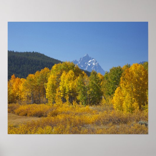 Poster Aspen trees with the Teton mountain (Devant)