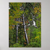 Poster Aspens d'automne (Devant)