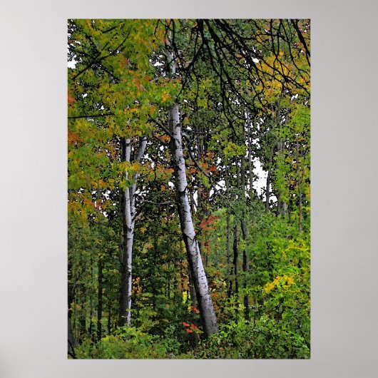 Poster Aspens d'automne (Devant)