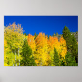 Poster Aspens flammes (Devant)