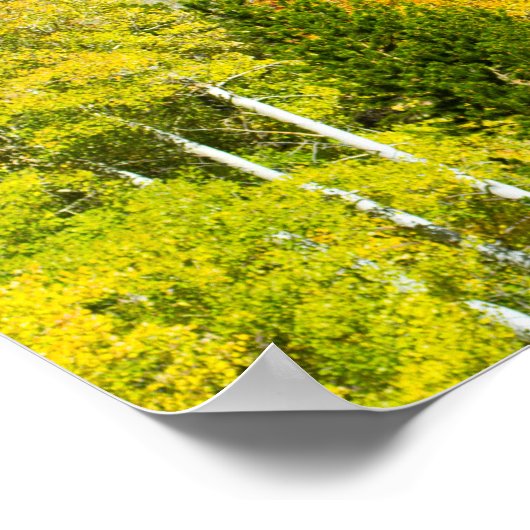 Poster Aspens flammes (Coin)