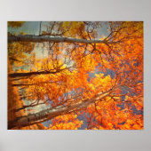 Poster Aspens gloire (Devant)