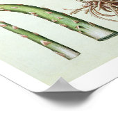 Poster Asperges communes en fleur et fruits, du 'Ho (Coin)
