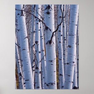 Poster Aspire Dans Le Parc National De Gunnison
