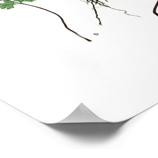 Poster Asplenium adiantum nigrum (Coin)