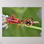Poster Assassin insecte mangeant une abeille (Devant)