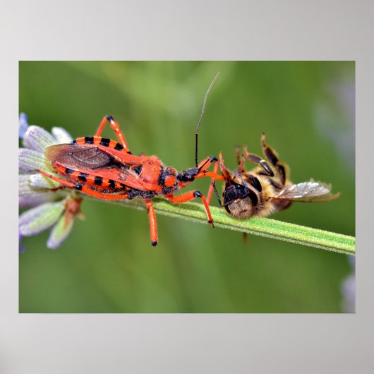 Poster Assassin insecte mangeant une abeille (Devant)