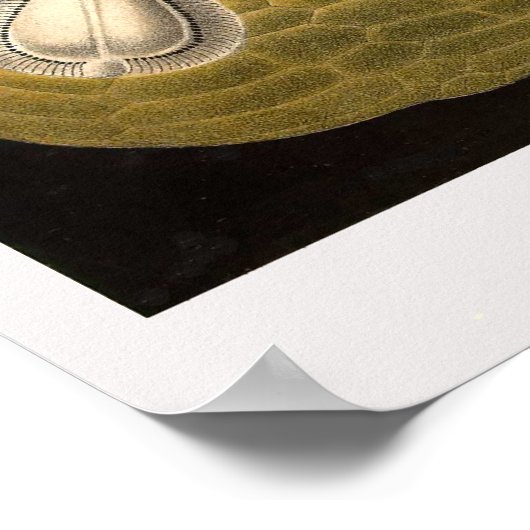 Poster Assiette 30 Echinidea (Coin)