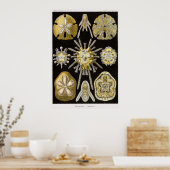 Poster Assiette 30 Echinidea (Cuisine)