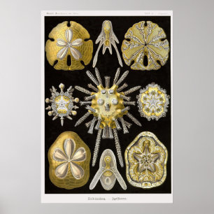 Poster Assiette 30 Echinidea