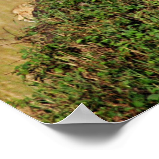 Poster Assis Cheetah (Coin)