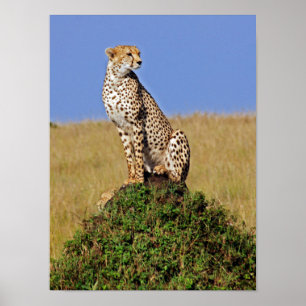 Poster Assis Cheetah