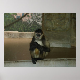 Poster Assis Joli au Zoo