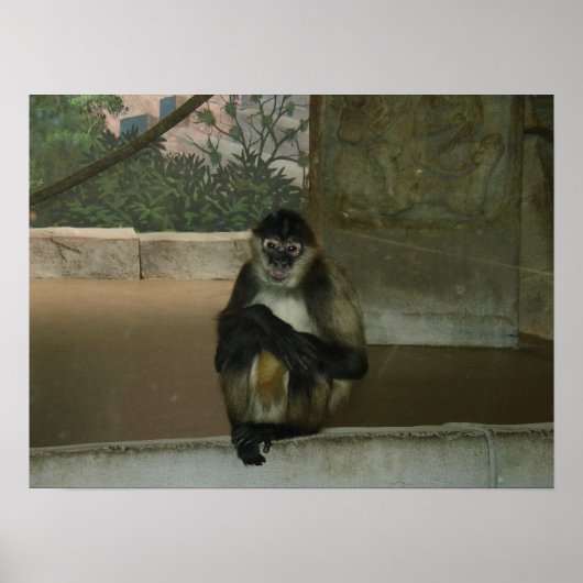 Poster Assis Joli au Zoo (Devant)