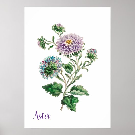 Poster Aster botanique à l'aquarelle bleue et violette (Devant)