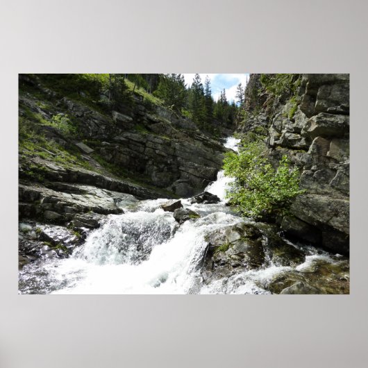 Poster Aster Creek à Glacier National Park (Devant)
