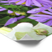 Poster Aster violet jaune vert (Coin)