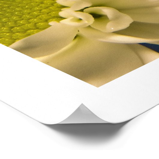 Poster Asters (Coin)