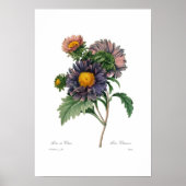 Poster Asters (Devant)