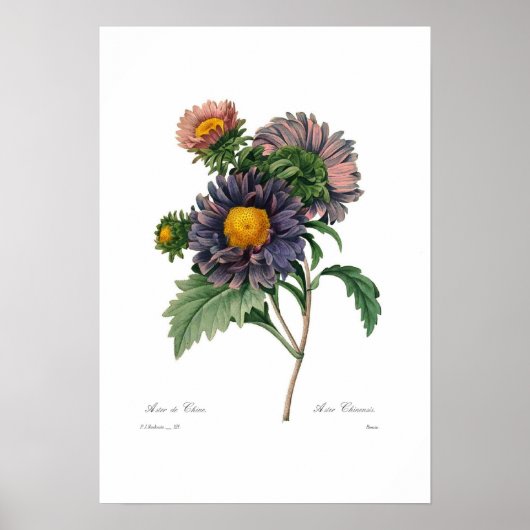 Poster Asters (Devant)
