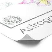 Poster Astragalus Fleurs roses Plante de Herbe Médicale (Coin)