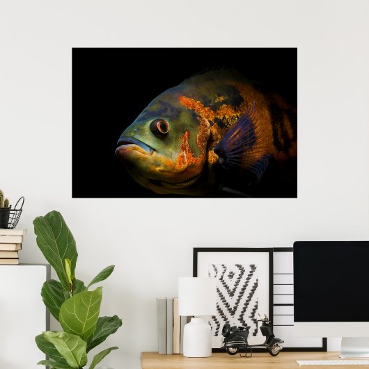 Poster Astronotus Ocellatus (Bureau à domicile)