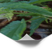 Poster Athene noponctua (Coin)