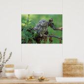 Poster Athene noponctua (Cuisine)