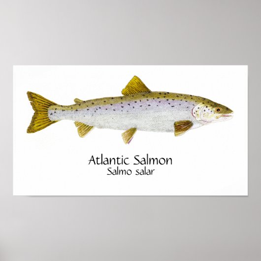 Poster Atlantic Salmon Art (Devant)